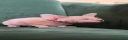 Sphynx cats for sale: Quality Health Tested Sphynx Kittens  - Advert 11