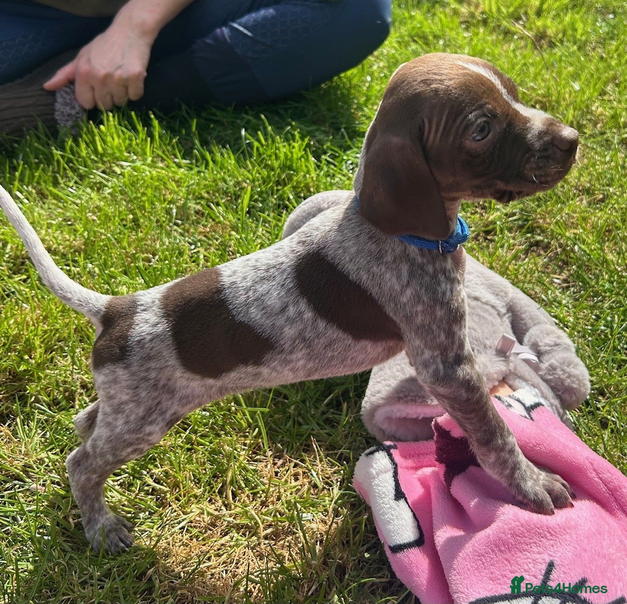 German Shorthaired Pointer dogs Pure KC GSP Puppies for sale! (1 boy left!) - Advert 2