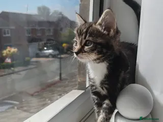 Mixed Breed cats Lovely kittens - Advert 1