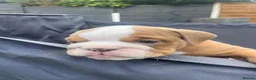 English Bulldog dogs for sale: REDUCED LAST 2 BULLDOG GIRLS ( choc tan) - Advert 9