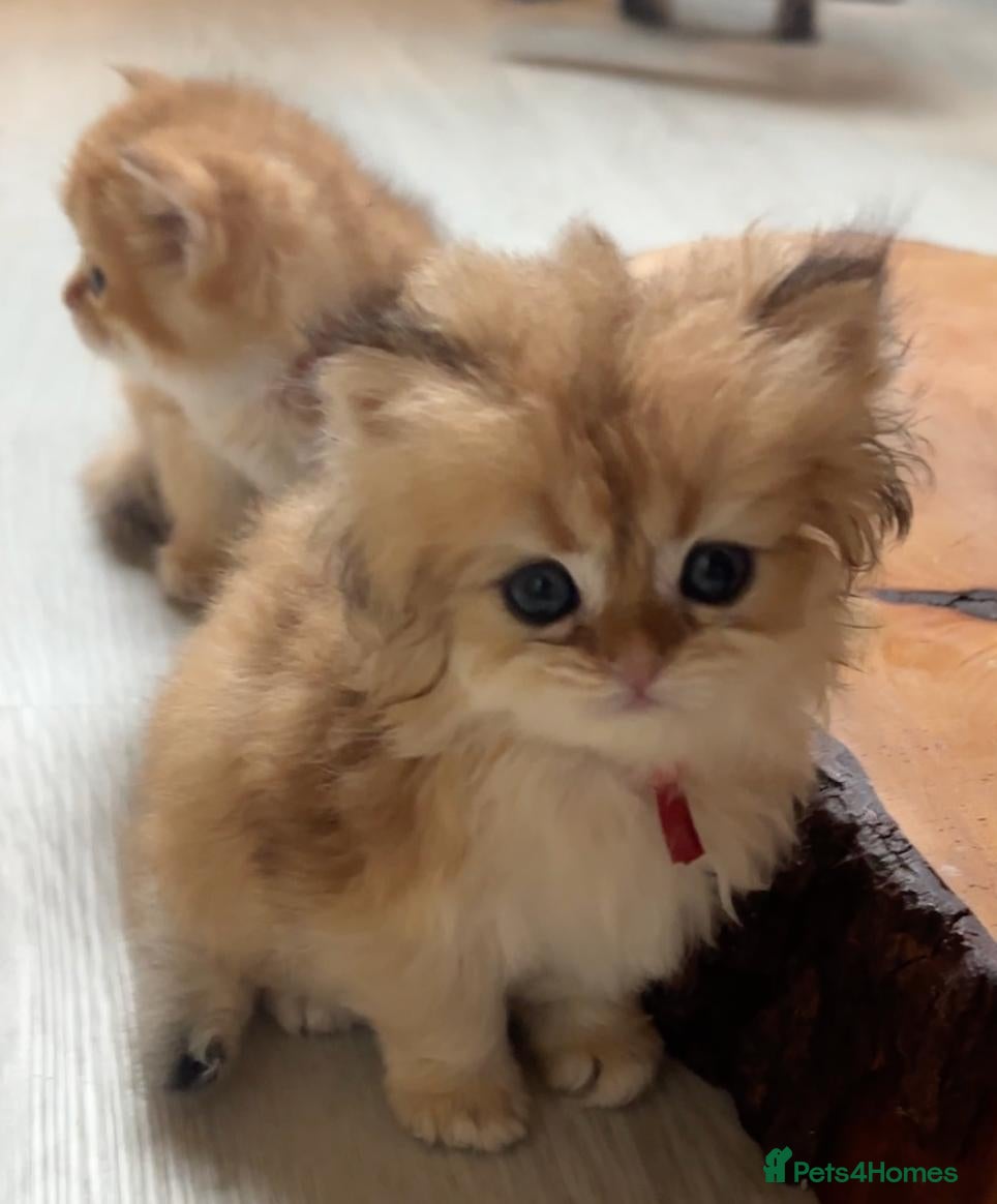 British Shorthair cats for sale: Vlastar Lux BSHs & BLHs Black Golden Chinchilla's - Advert 3