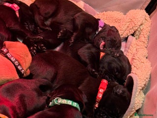 Labrador Retriever dogs Labrador X Boxerdore puppies - Advert 18