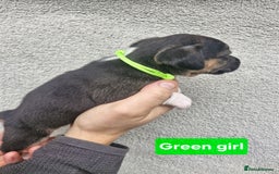 Jack Russell dogs for sale: Jack russell puppy's  - Advert 4