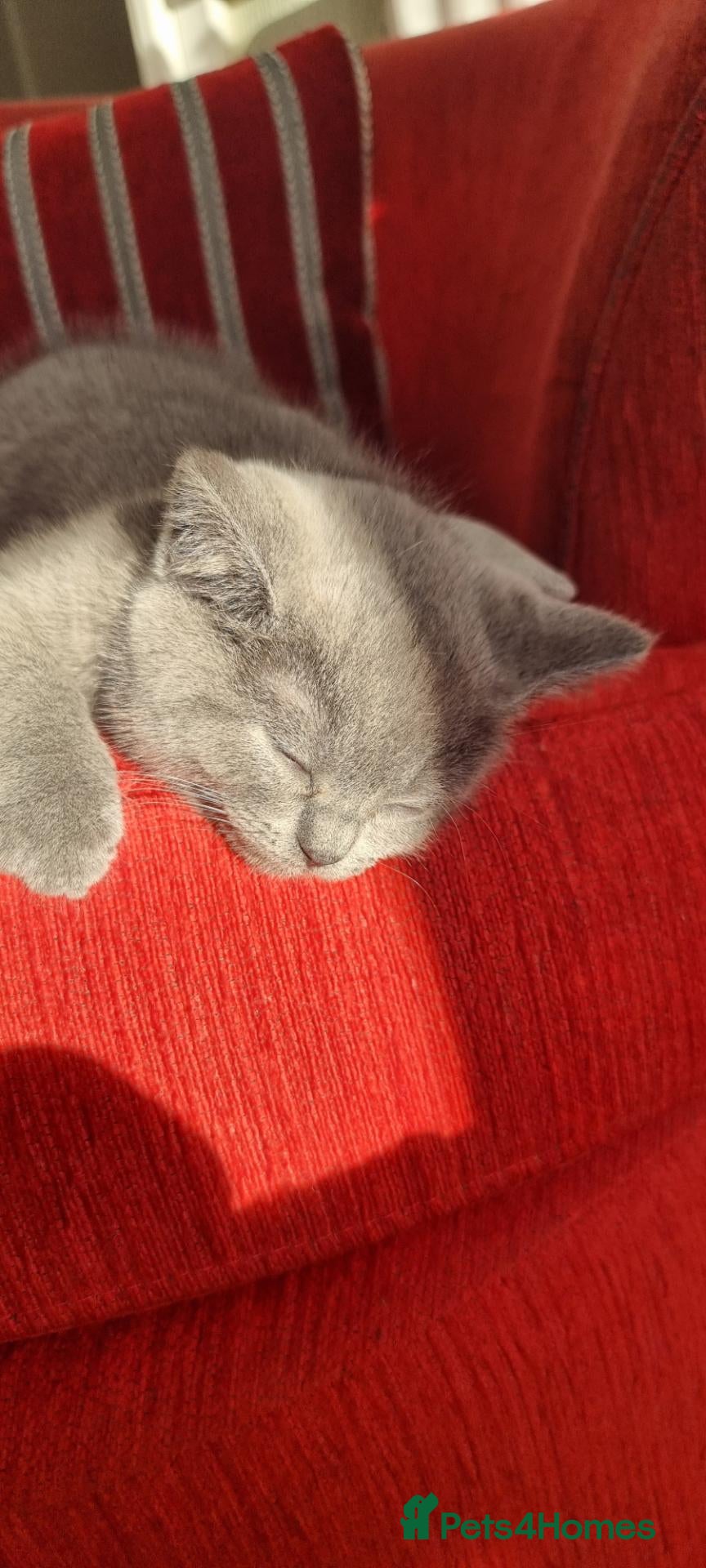Scottish Fold cats  😸 Beautiful Female kittens 😸  - Advert 1