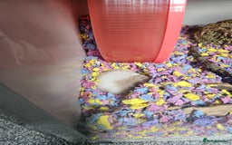 Hamster rodents for sale: Hamster  - Image 3