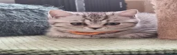 British Shorthair cats for sale: Last 2 Female Tabby BSH Friendly Vac GCCF Pedigree - Advert 19