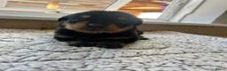 Rottweiler dogs for sale: Beautiful Rottweiler Pups  - Advert 16