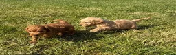 Cockapoo dogs for sale: Small F1b COCKAPOO Puppies (mini c/poo x toy poodl - Advert 4