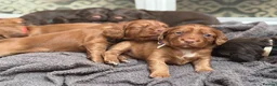Cocker Spaniel dogs for sale: KC REGISTERED WORKING COCKER SPANIEL PUPPIES in Solihull - Advert 6