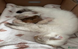 British Shorthair cats for sale: Chunky TICA ACTIVE Golden British Shorthair - Image 6