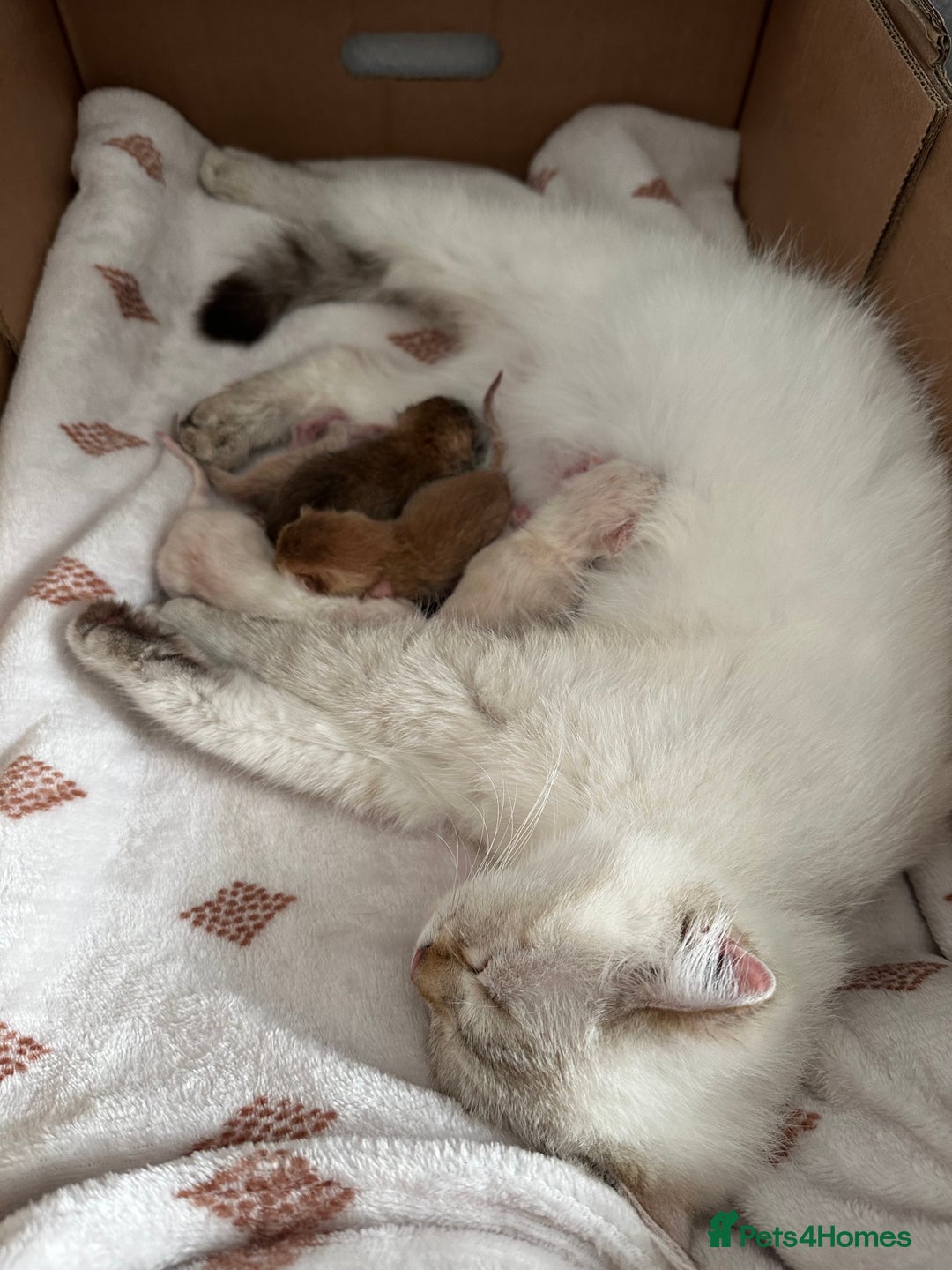 British Shorthair cats for sale: Chunky TICA ACTIVE Golden British Shorthair - Image 6