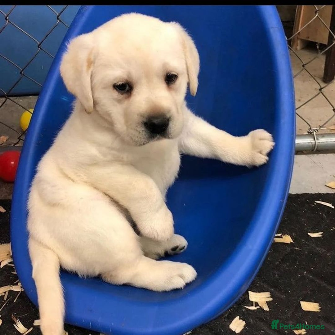 Goldador dogs for sale: Golden and Labrador retriever puppies ready 4love - Advert 1