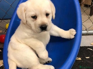 Goldador dogs Golden and Labrador retriever puppies ready 4love - Advert 1