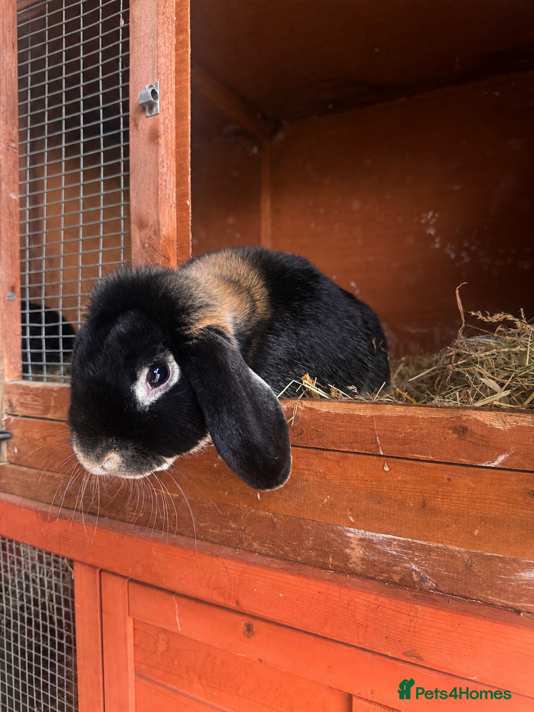 Mini Lop rabbits Otter Mini lop buck  - Advert 2