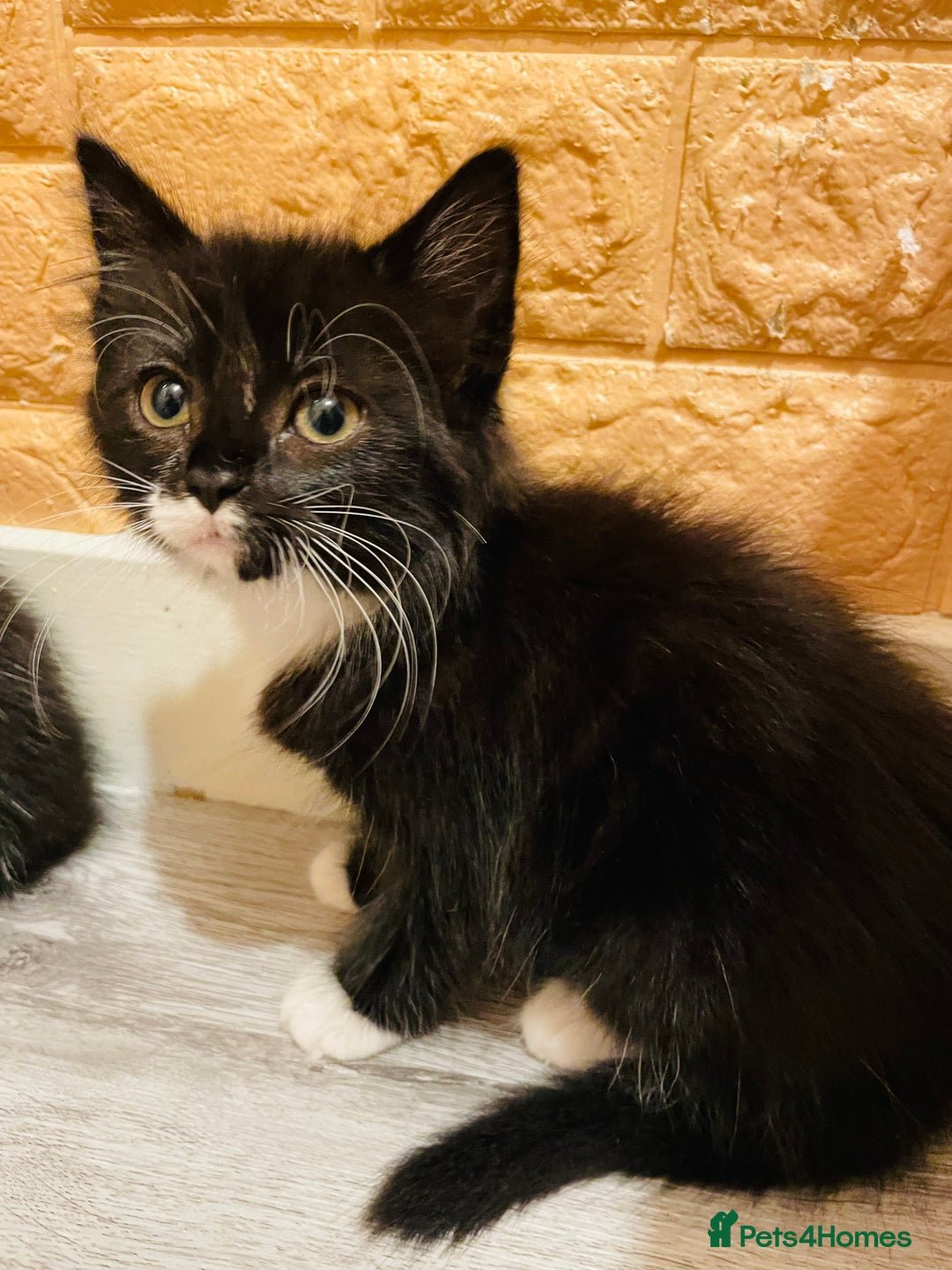 Mixed Breed cats for sale: Kitten - Image 1