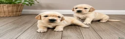 Golden Retriever dogs for sale: Chunky golden retriever puppies, kc registered in Poulton-le-Fylde - Advert 1