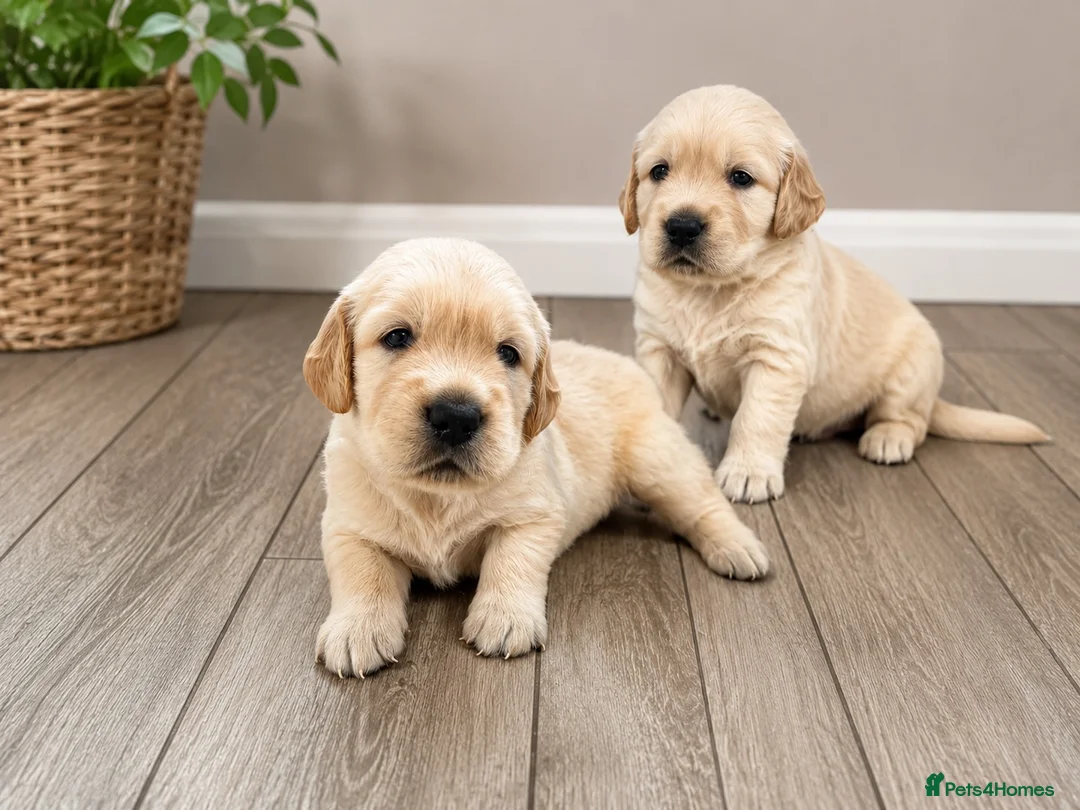 Golden Retriever dogs for sale: Chunky golden retriever puppies, kc registered in Poulton-le-Fylde - Advert 1