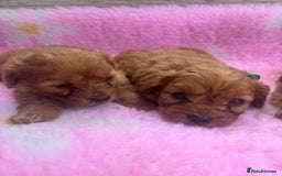 Cavapoo dogs for sale: *red cavapoos* - Image 8