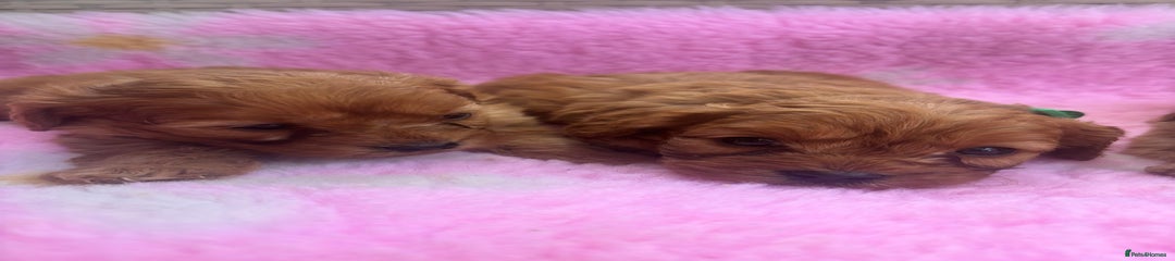 Cavapoo Puppy 2