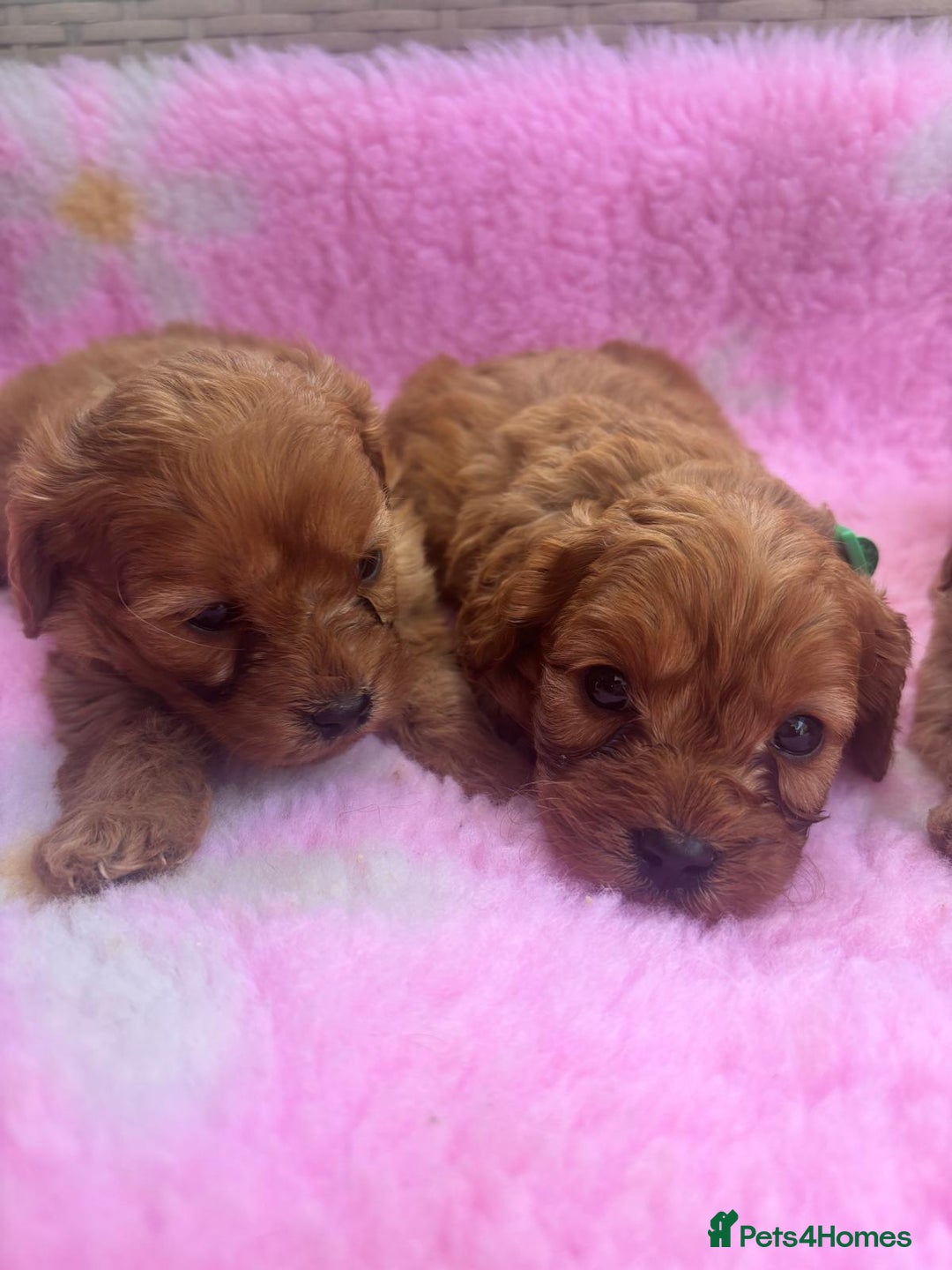 Cavapoo dogs for sale: *red cavapoos* - Image 8