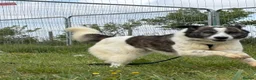 Mixed Breed dogs for adoption: Laura - Norwich Norfolk  in Norwich - Advert 18