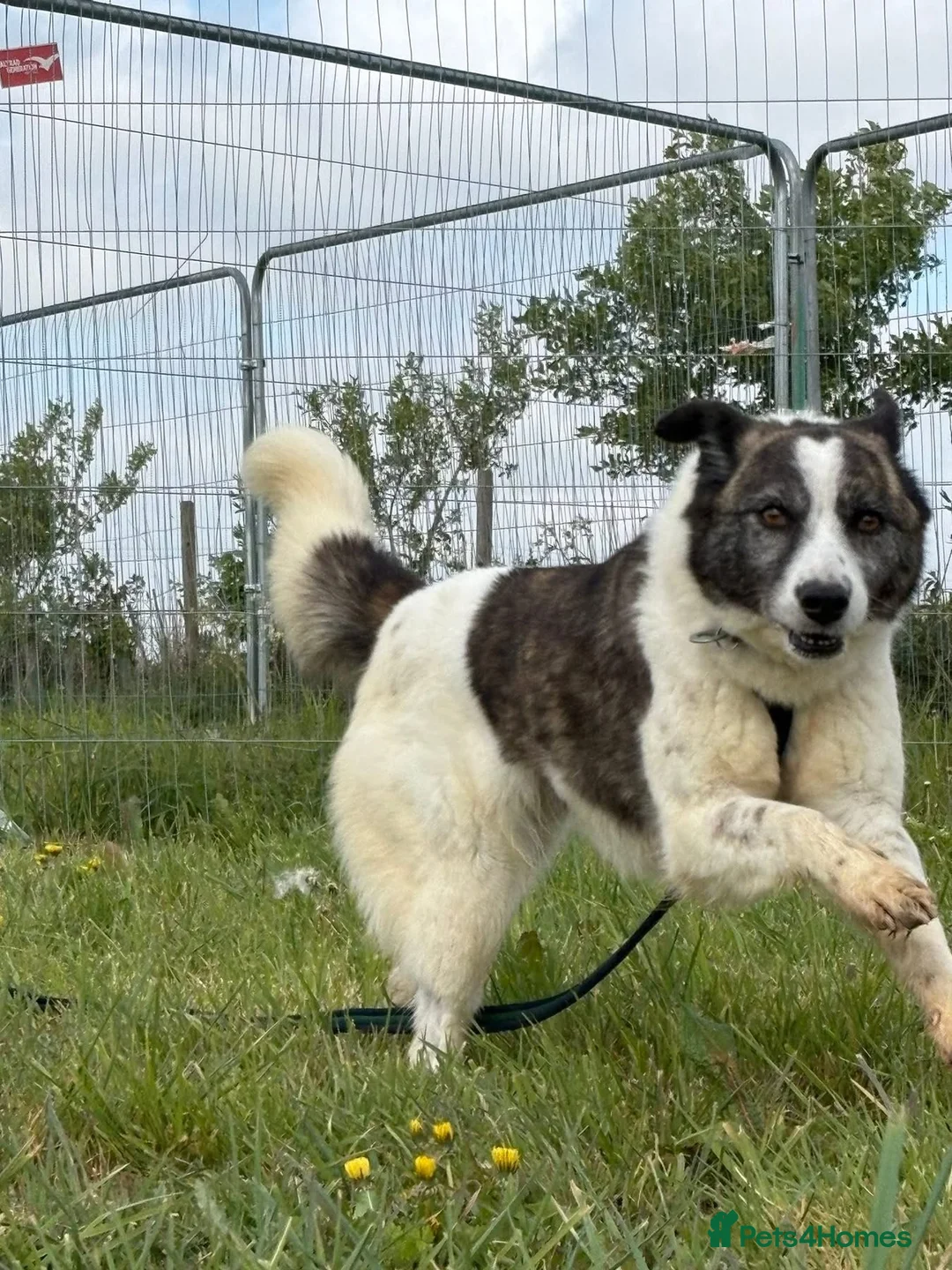Mixed Breed dogs for adoption: Laura - Norwich Norfolk  in Norwich - Advert 18