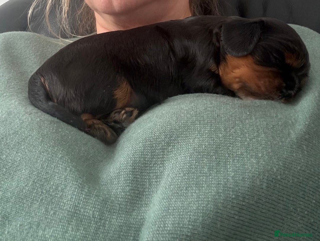 Cavalier King Charles Spaniel dogs for sale: Black and Tan boy - Advert 5