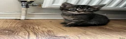 Norwegian Forest Cat cats for sale: Norwegian & American Bobtail Healthy Kittens 🐱 ✨✨ in Attleborough - Advert 18