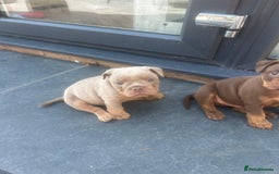 Olde English Bulldogge dogs for sale: Olde English Bulldog Puppies - Image 8