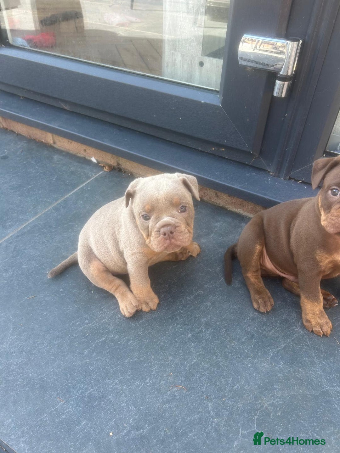 Olde English Bulldogge dogs for sale: Olde English Bulldog Puppies - Image 8