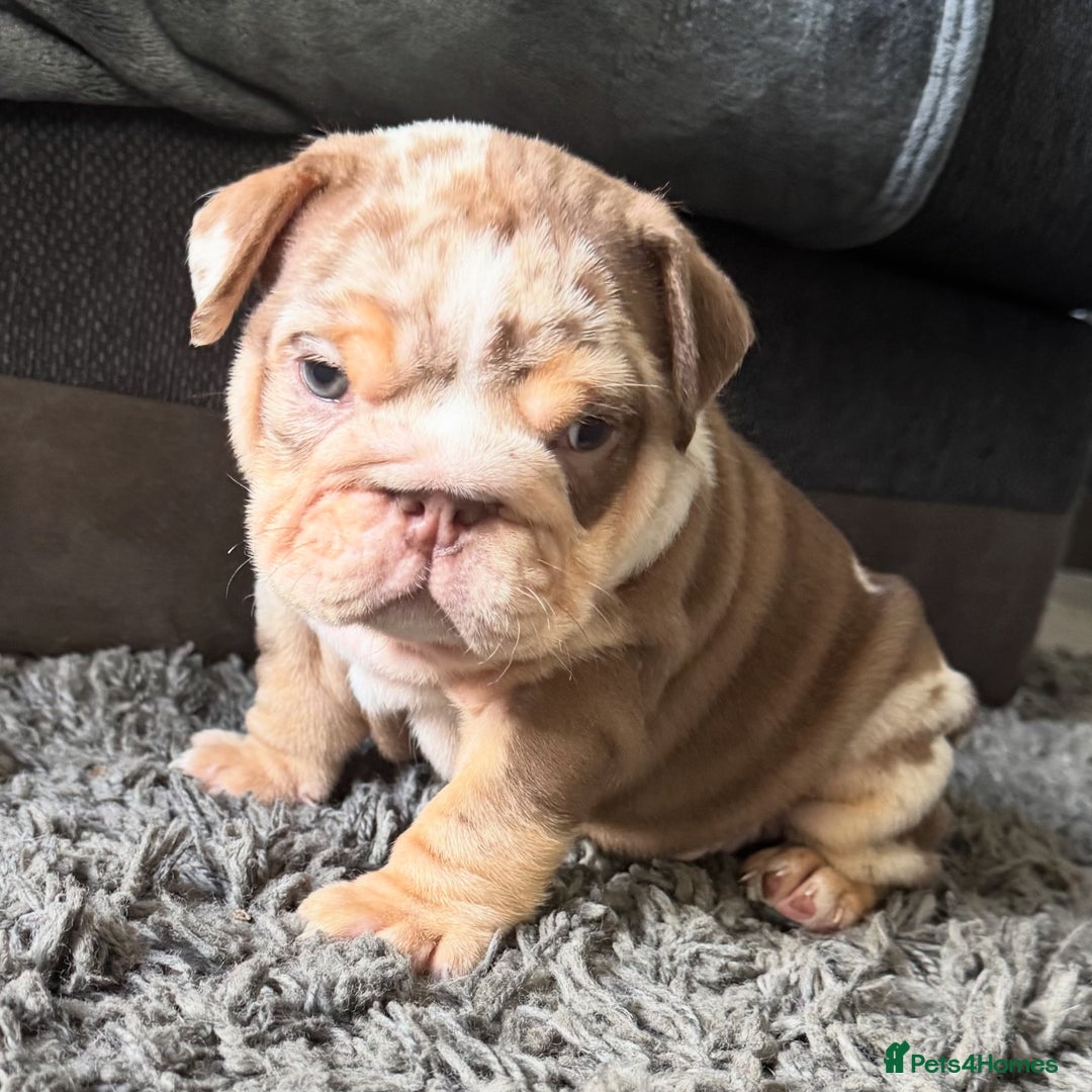 English Bulldog dogs for sale: English bulldog puppies - Image 28