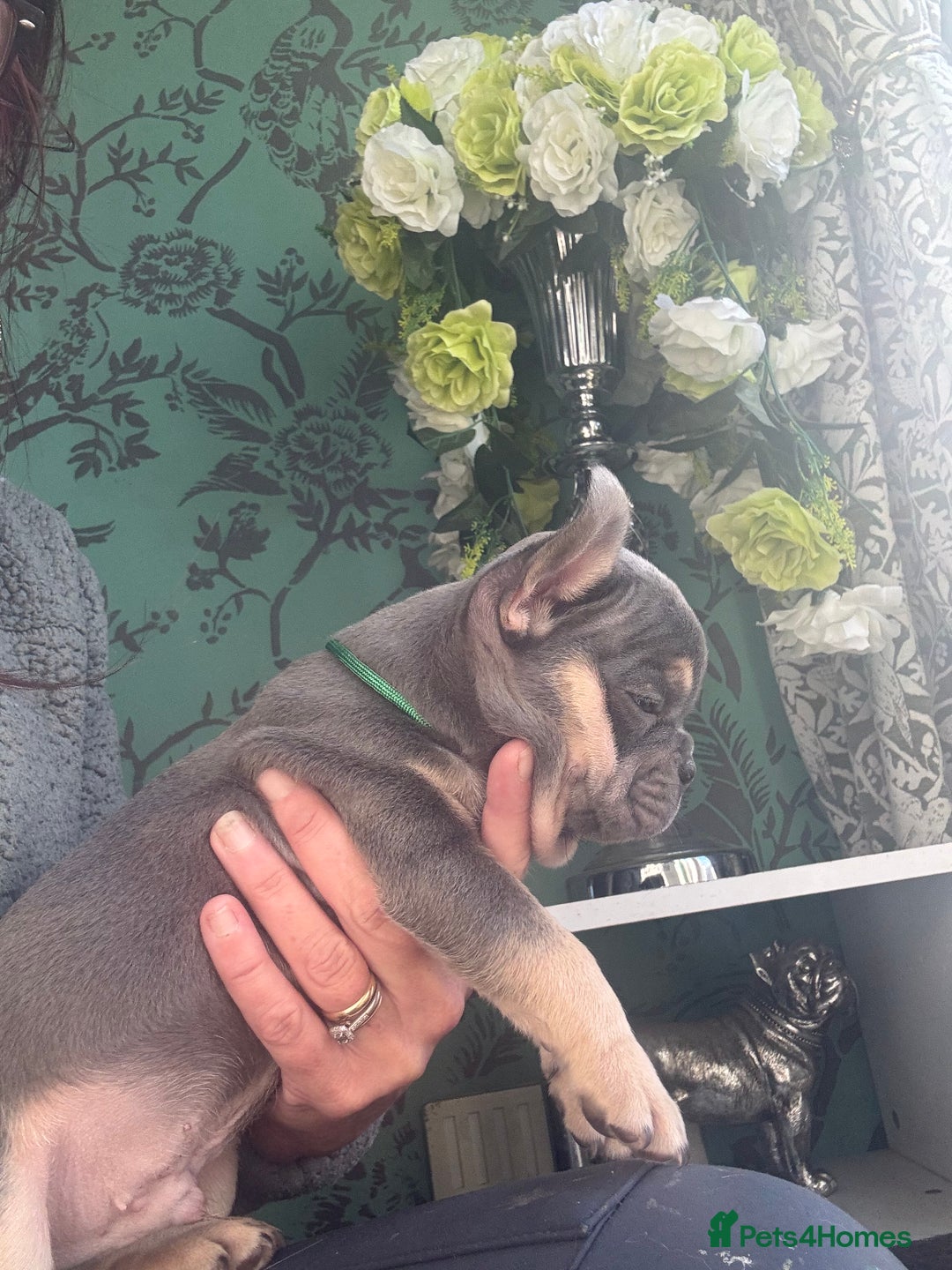 French Bulldog dogs for sale: Last girl left  - Advert 13