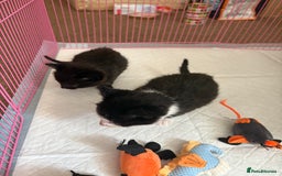 Domestic Shorthair cats for sale: Two kittens  - Image 4