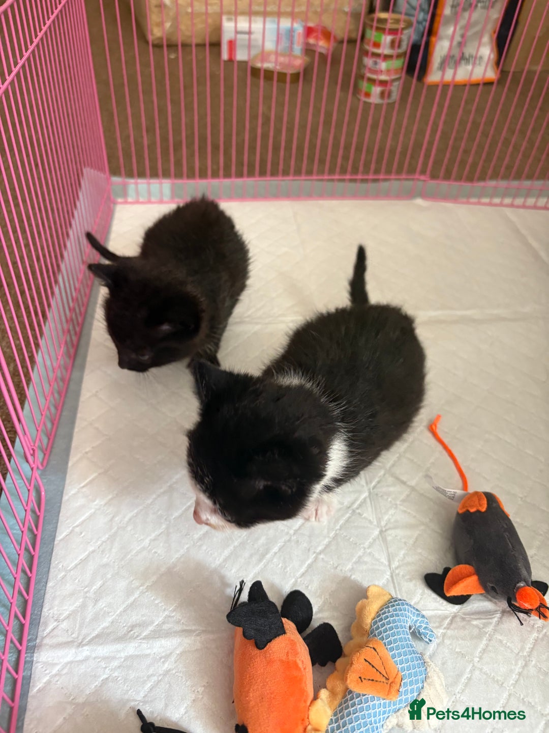 Domestic Shorthair cats for sale: Two kittens  - Image 4