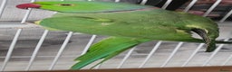 Ringnecks birds for sale: Male & Female Indian Ringneck And Full Setup - Advert 1
