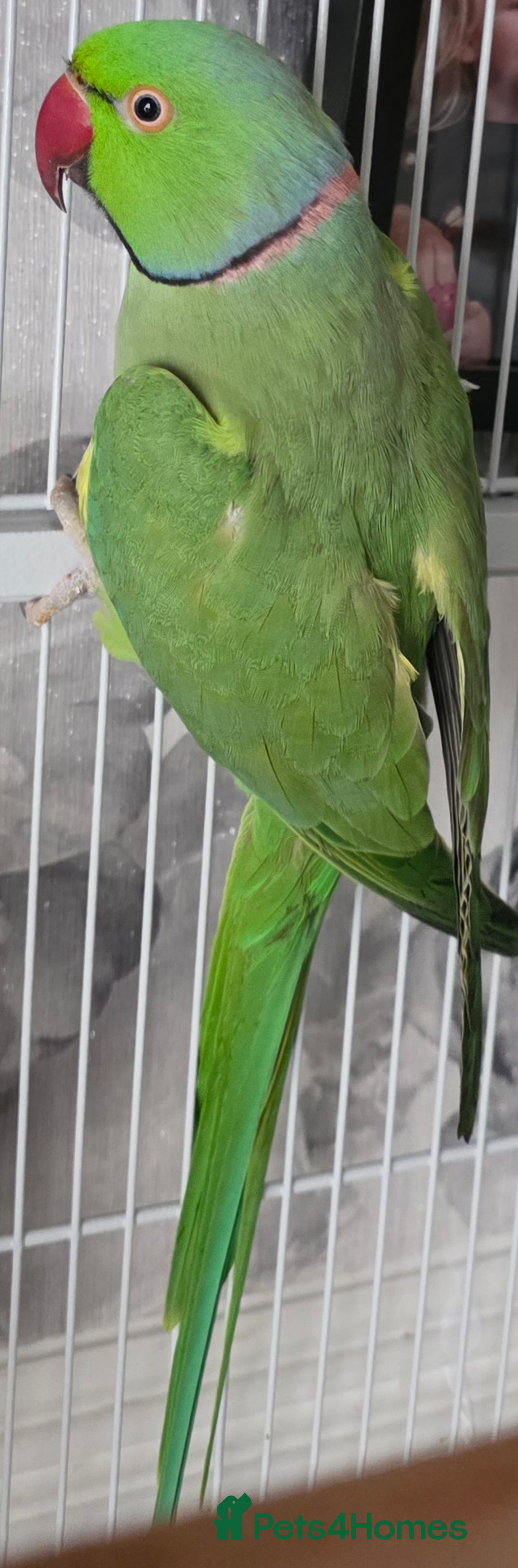 Ringnecks birds for sale: Male & Female Indian Ringneck And Full Setup - Advert 1