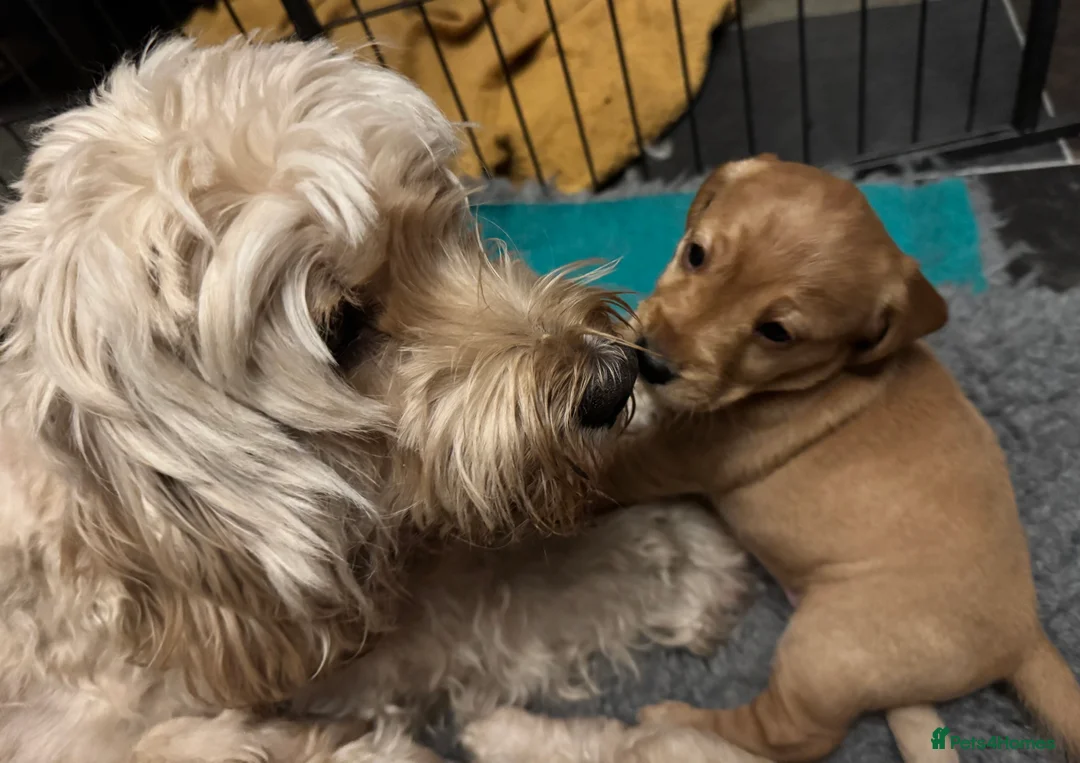 Cockapoo dogs for sale: Wonderful Litter of Cockerpoos, in Belper - Advert 16