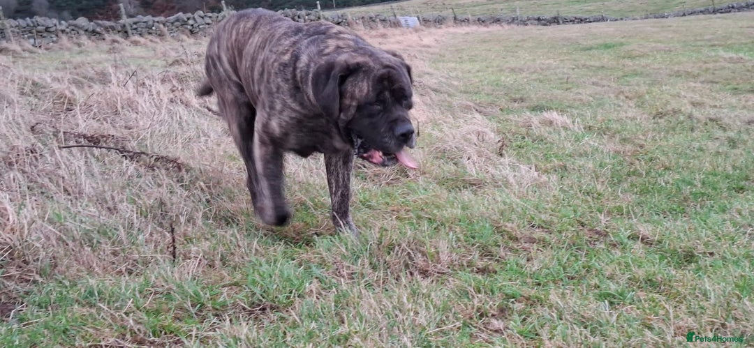 Mastiff dogs for sale: KC English Mastiff puppies - Image 4