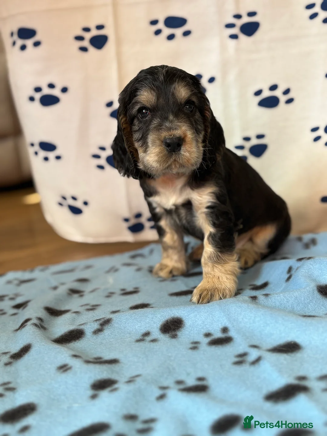 Cocker Spaniel dogs for sale: Last cocker spaniel puppy boy for sale  in Lincoln - Advert 8