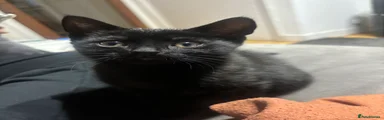 Domestic Shorthair 2