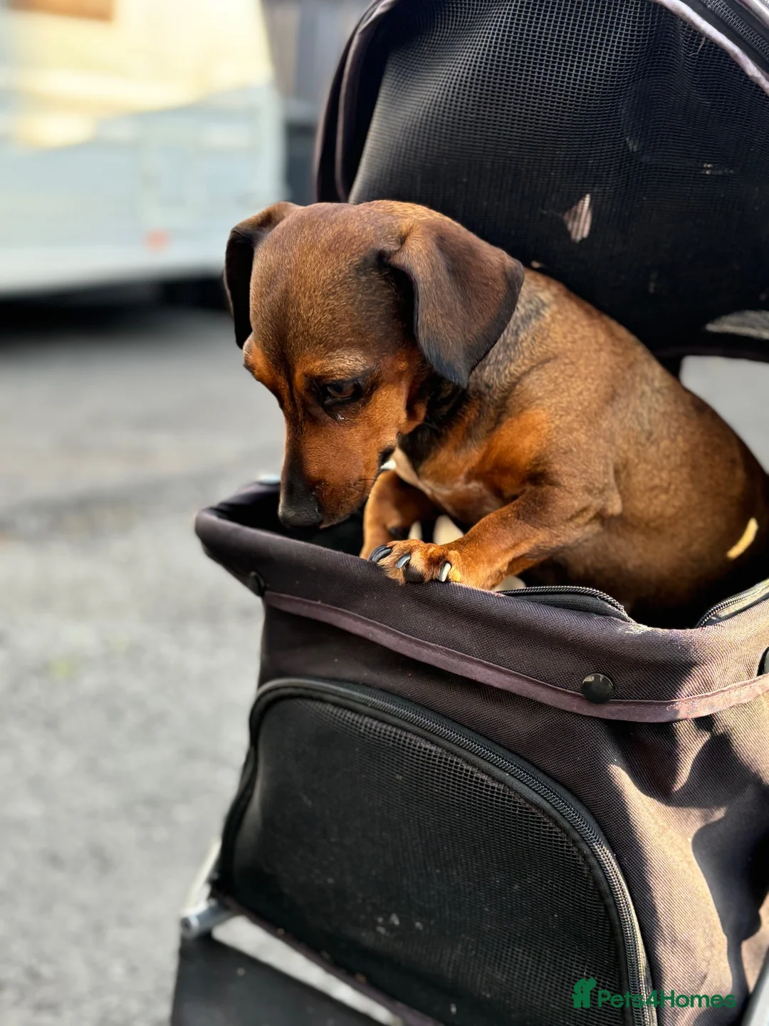 Jackshund dogs for sale: 🐾 Adorable Chiweenie Puppies - Advert 1