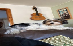 Biewer Terrier dogs for stud: Biewer stud dog ebbw vale  in Ebbw Vale - Image 5