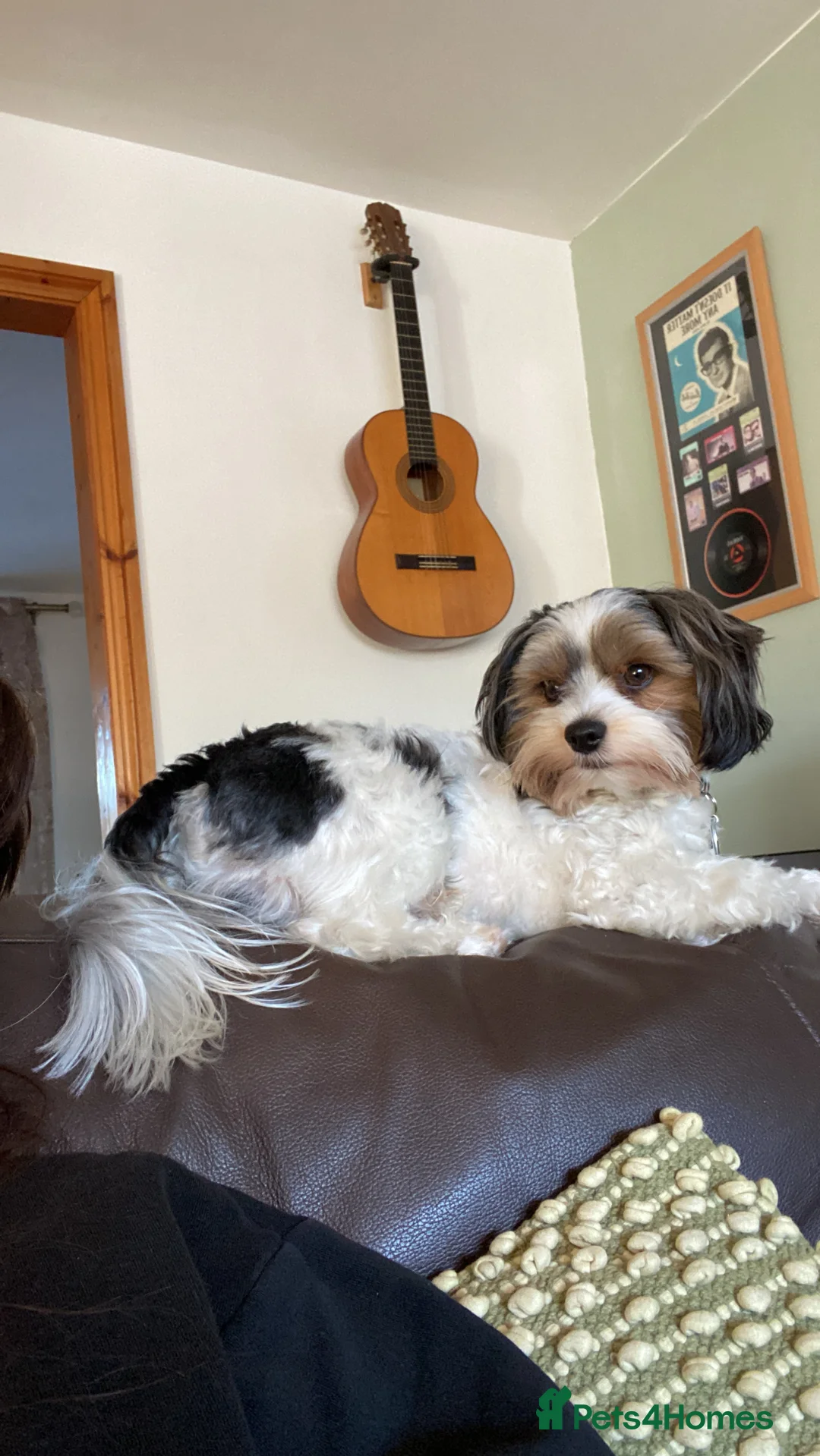 Biewer Terrier dogs for stud: Biewer stud dog ebbw vale  in Ebbw Vale - Advert 5