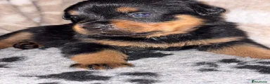 Rottweiler Puppy 5