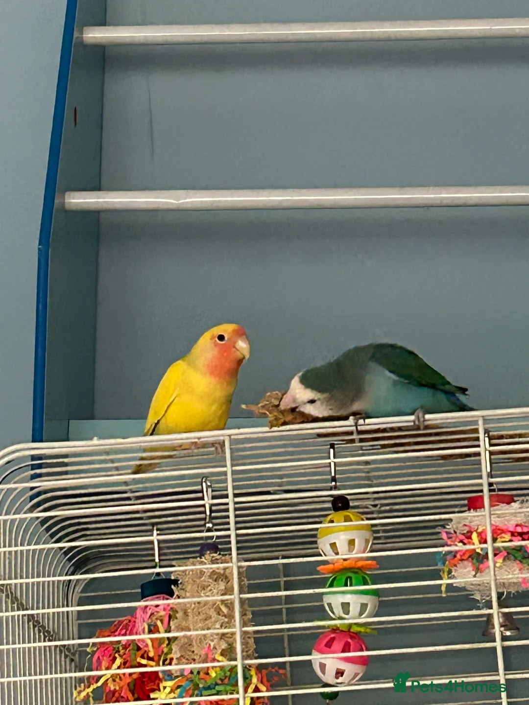 Lovebirds birds for sale: Love birds - Advert 2