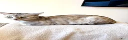 Bengal cats for sale: Beautiful Bengal girls  - Advert 10