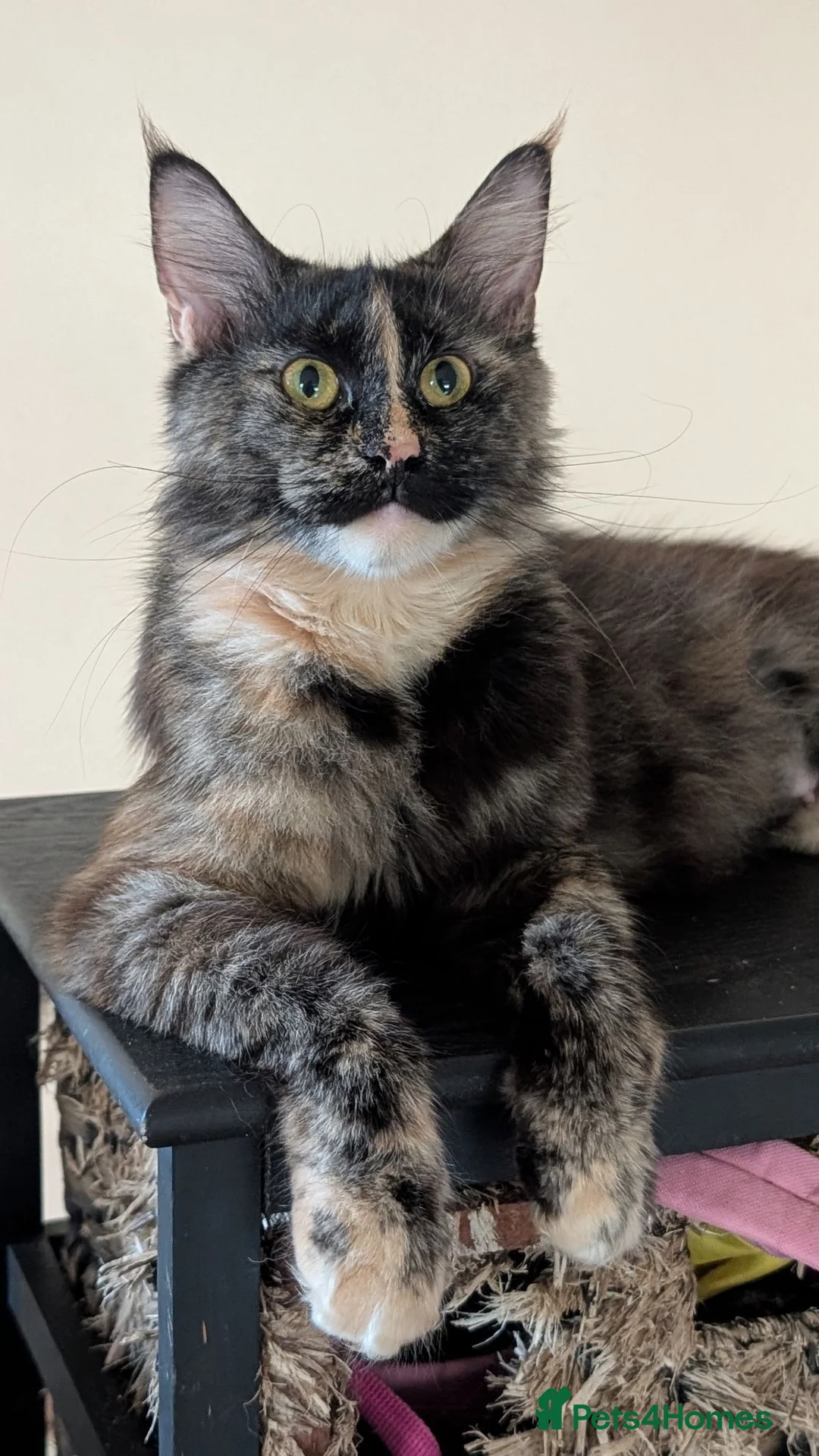 Maine Coon cats for sale: Maine Coon kittens  - Advert 2