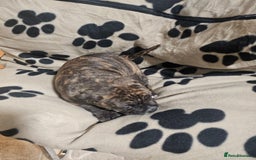 Mixed Breed dogs for sale: Mixed breed puppies - Advert 8