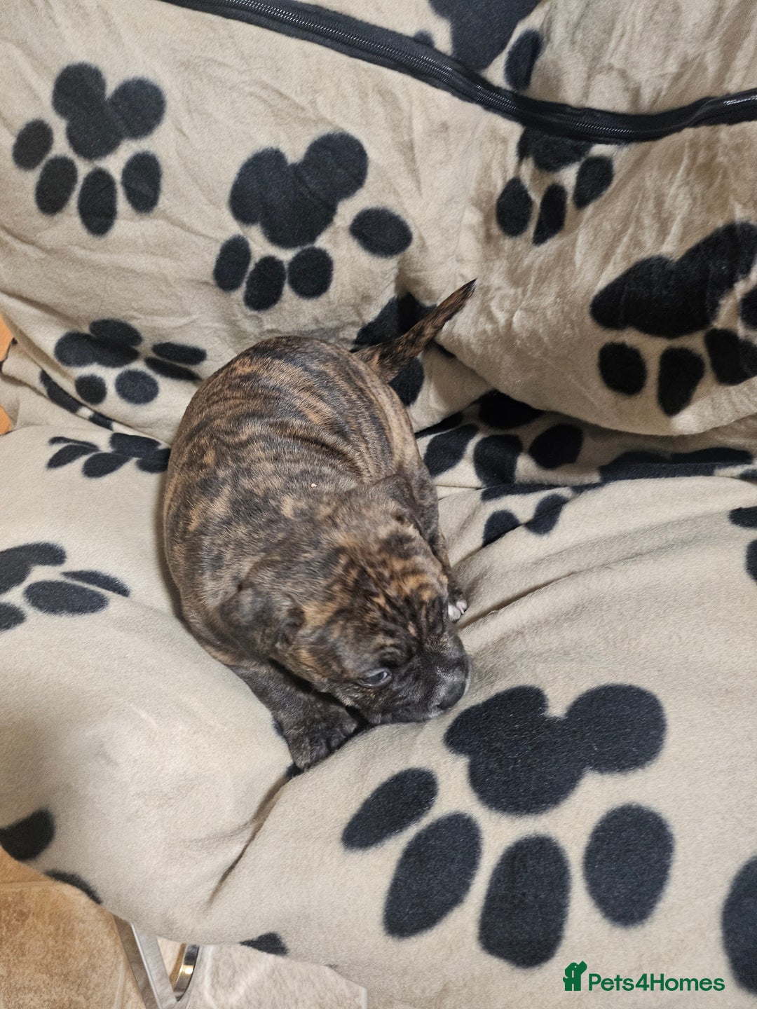 Mixed Breed dogs for sale: Mixed breed puppies - Advert 8