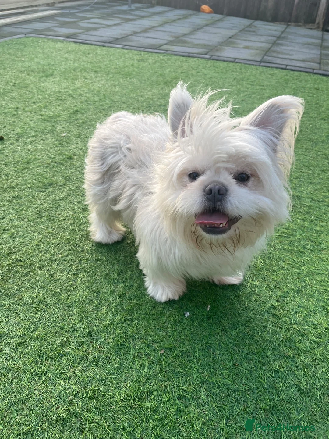 French Bulldog dogs for sale: 3 beautiful pups  - Advert 2